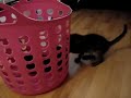 MOV03360