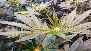Emerald Harvest Grow 2.0 (Week 3 Flower)