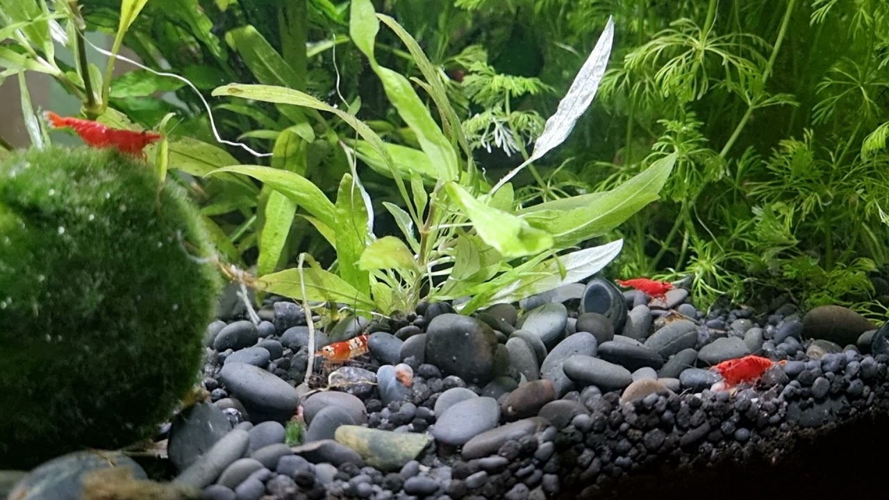 Shrimp gang doing there thangggg ✌🦐