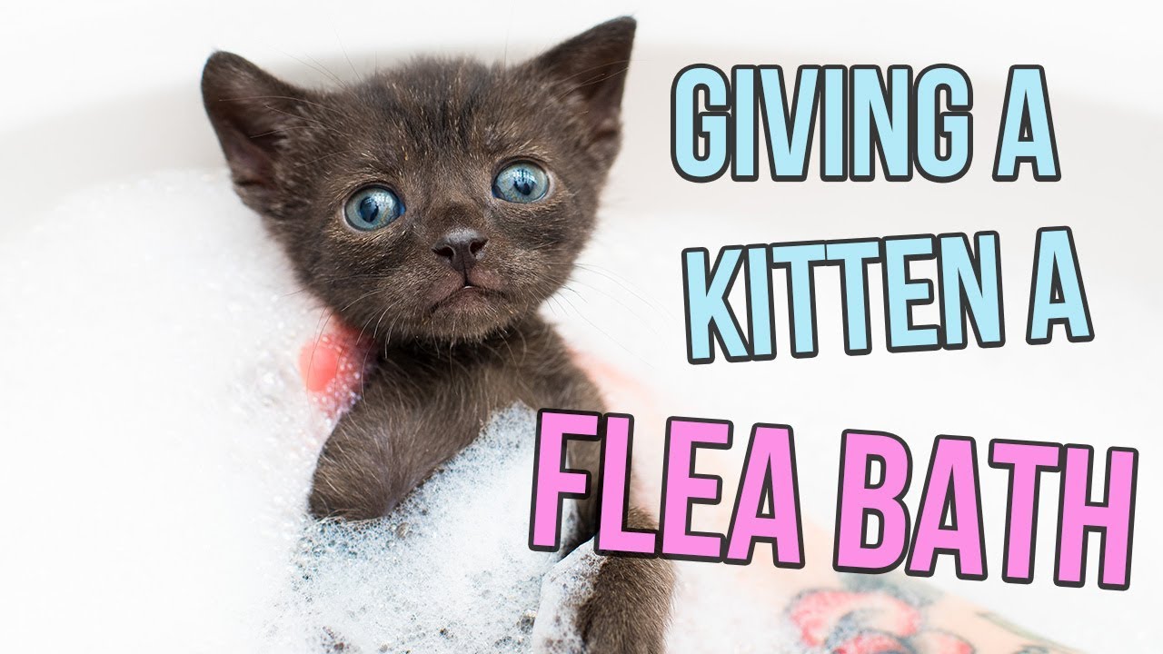 How to Give a Kitten a Flea Bath YouTube