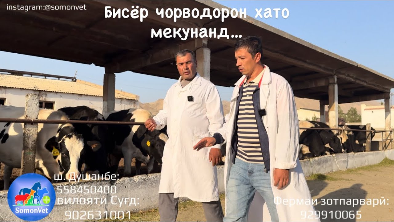 Фермаи шаҳри Исфара 🐄 | Чӣ гуна дуруст хӯрондани гов ва буқа | Премикс чист? | SomonVet