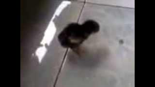 chicken litle koproll (ayam itik koprol) lucu banget !!