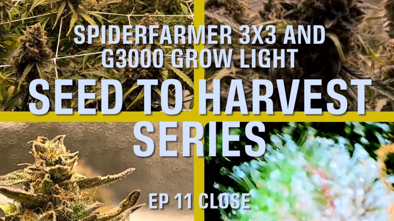 SpiderFarmer 3x3 and G3000 grow light, seed to harvest series Ep11 Close