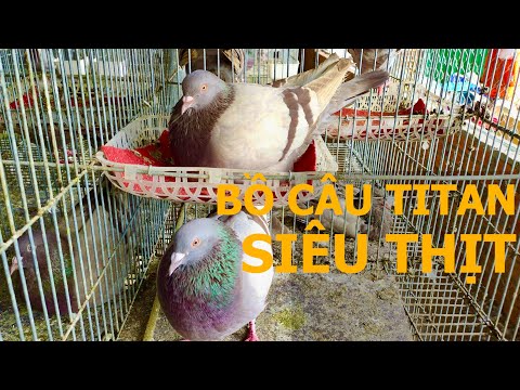 Video Nuôi bồ câu đơn giản và dễ làm giàu | Bồ câu Titan... - youtube