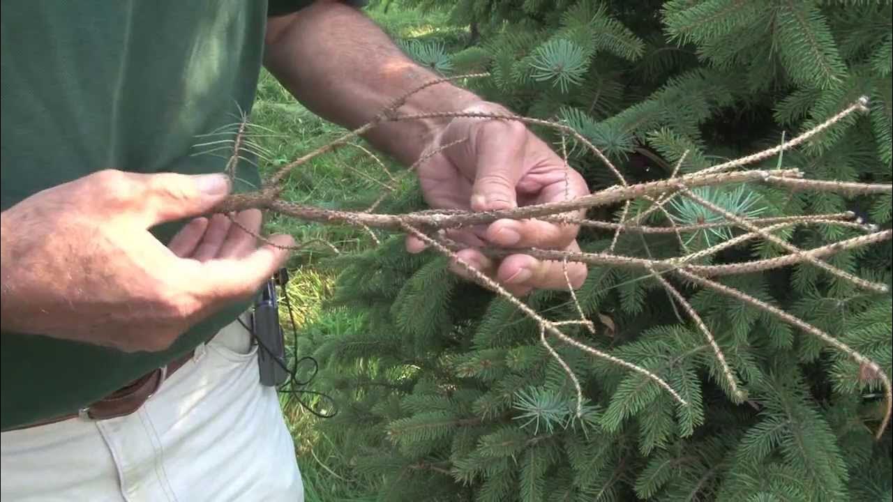 Можно ли обрезать сухие ветки