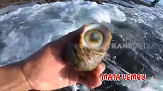 Berburu dan Mengolah Mata Lembu | ENAH BIKIN ENAK (20/10/22)