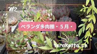 ベランダ多肉棚】2026.5.18 - YouTube