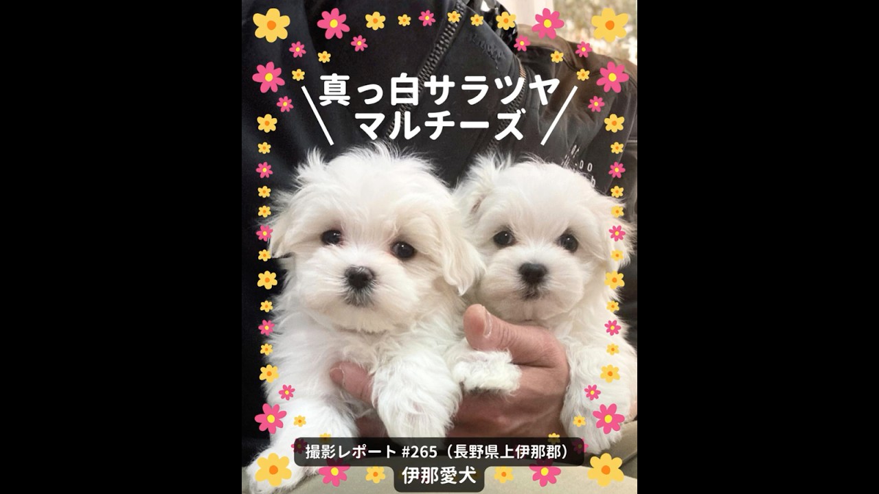 PICTWANカレンダー2027 マルチーズ【S判】