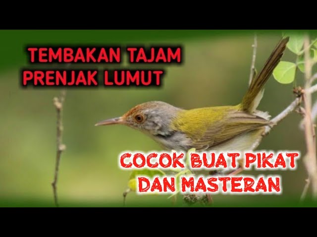 Download Suara Prenjak Lumut Betina Memanggil Mp3 Mp4 3gp Flv