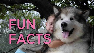 Fun Facts About Alaskan Malamutes