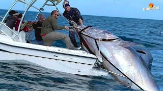 Download Lagu Catches a MASSIVE Bluefin Tuna in North Carolina MP3 Download Lagu Catches a MASSIVE Bluefin Tuna in North Carolina MP3