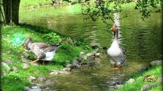 Goose sound effect | Relaxing and peacefull...🦢🦢 screenshot 5