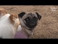 This Dog Can't Believe That Once Stray Dog Has Better Life After Meeting.. (Part 2) | Kritter Klub
