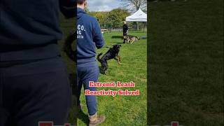Extreme Leash Reactivity Solved #dog #training #advice #video #shorts