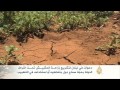 دعوات في لبنان لتشريع زراعة