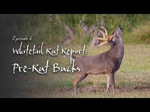 Pre-Rut Bucks | Rut Report Ep 6