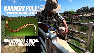 Our Biggest Animal Welfare Challenge - Barbers Pole Worm is a Deadly Sheep Parasite.