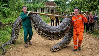 Catching a Giant Python in the Village | Brave Men Carry the Monster Snake Away