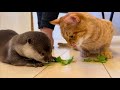 カワウソさくら ついに食べ物を分け合って食べるカワウソ猫？ Otter and cat sharing food