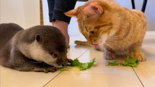 カワウソさくら ついに食べ物を分け合って食べるカワウソ猫? Otter and cat sharing food