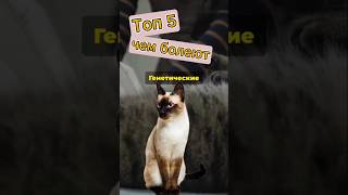 Топ 5 кошек с плохой генетикой😽 #cat  #прикольныекоты #веселыекоты#домашние #здоровье #питомцы