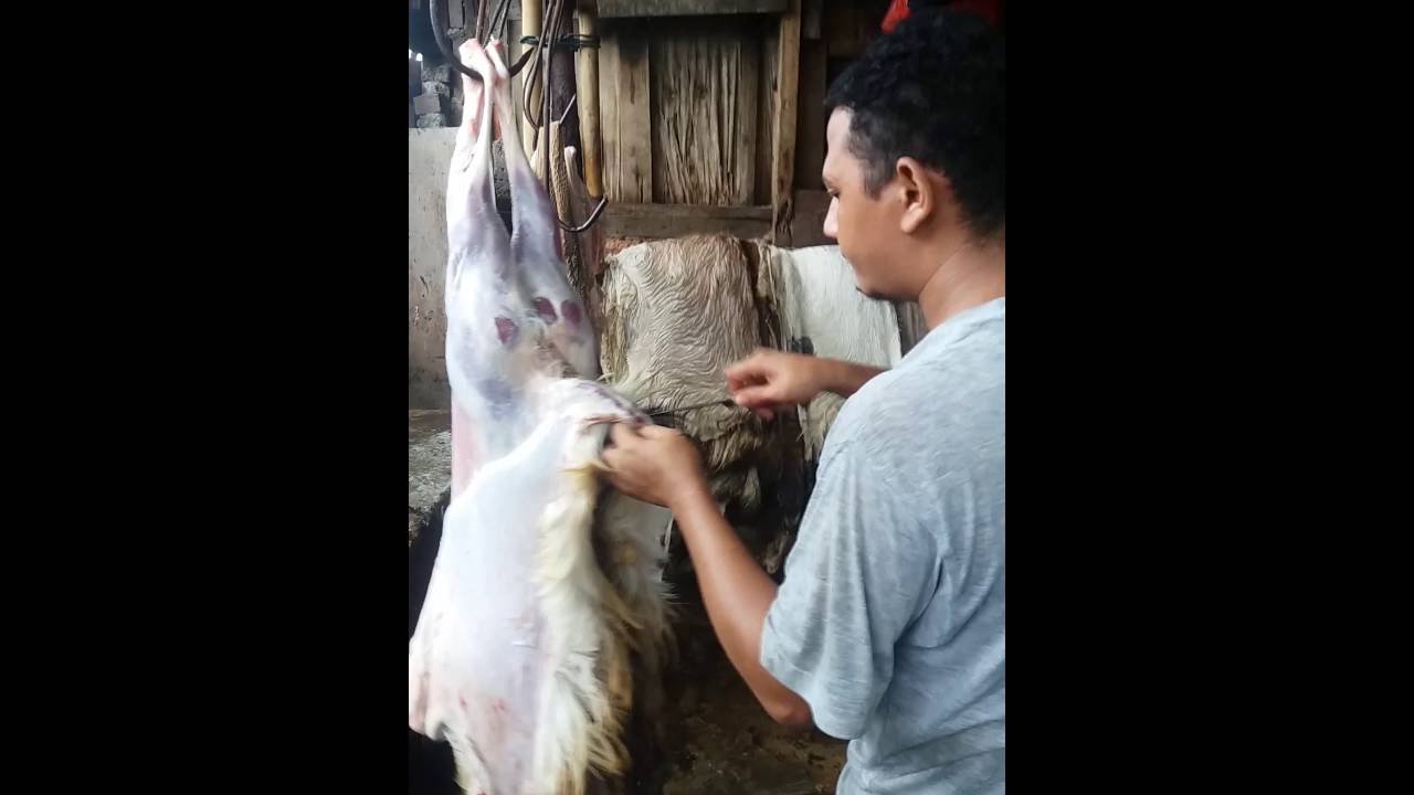 Menguliti kambing yg baik dan benar.... 