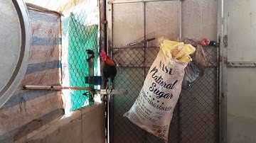 Qaib qus pom3 quas zoo cuab tuaj zoo 2018-2019