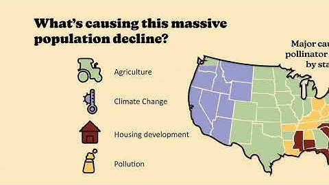 ART 4207 Pollinator Decline Infographic Video
