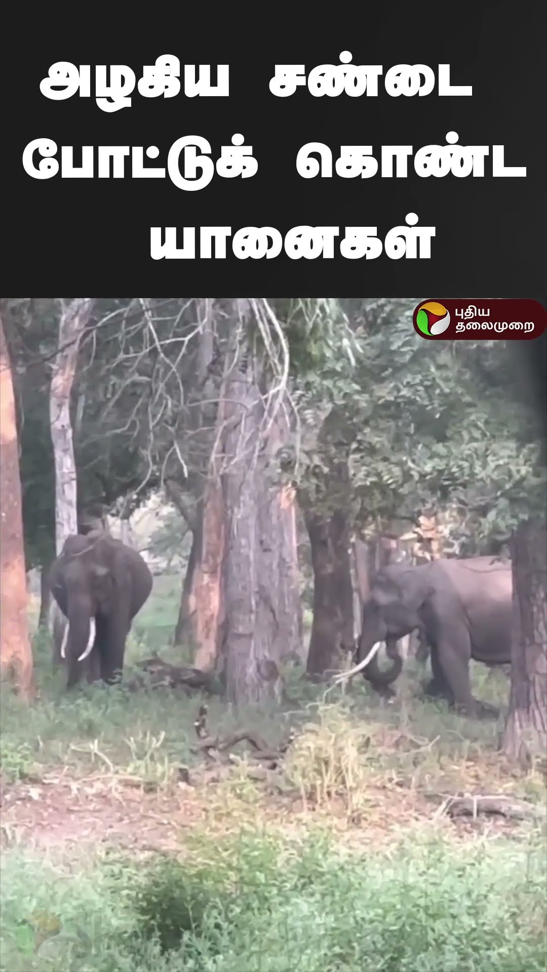 அழகிய சண்டை போட்டுக் கொண்ட யானைகள் | #shorts | #elephant | #nilgiri