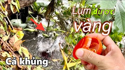 Tập 360 - Bất Ngờ Lụm Được Vàng, Anh Cần Thủ Mai Mắn Lên Được Cá Khủng | Câu Cá Rô Đồng | MQTG
