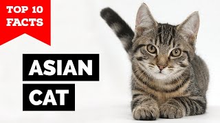 Asian Cat  TOP 10 FACTS (Malayan)