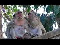 Mama Pregnant Monkeys Mirila With Rana Mama Pregnant Monkeys Mirila With Rana