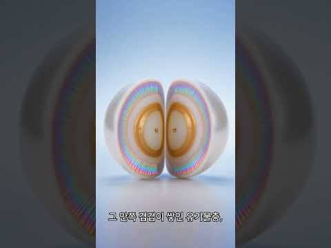 진주 안은 어떻게 생겼을까?