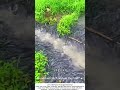 Invasive Fish Explode in Village Creek After Flash Flood 🌊🐠