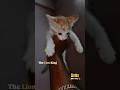 kitten 🐾 🐈 #simba #lionking