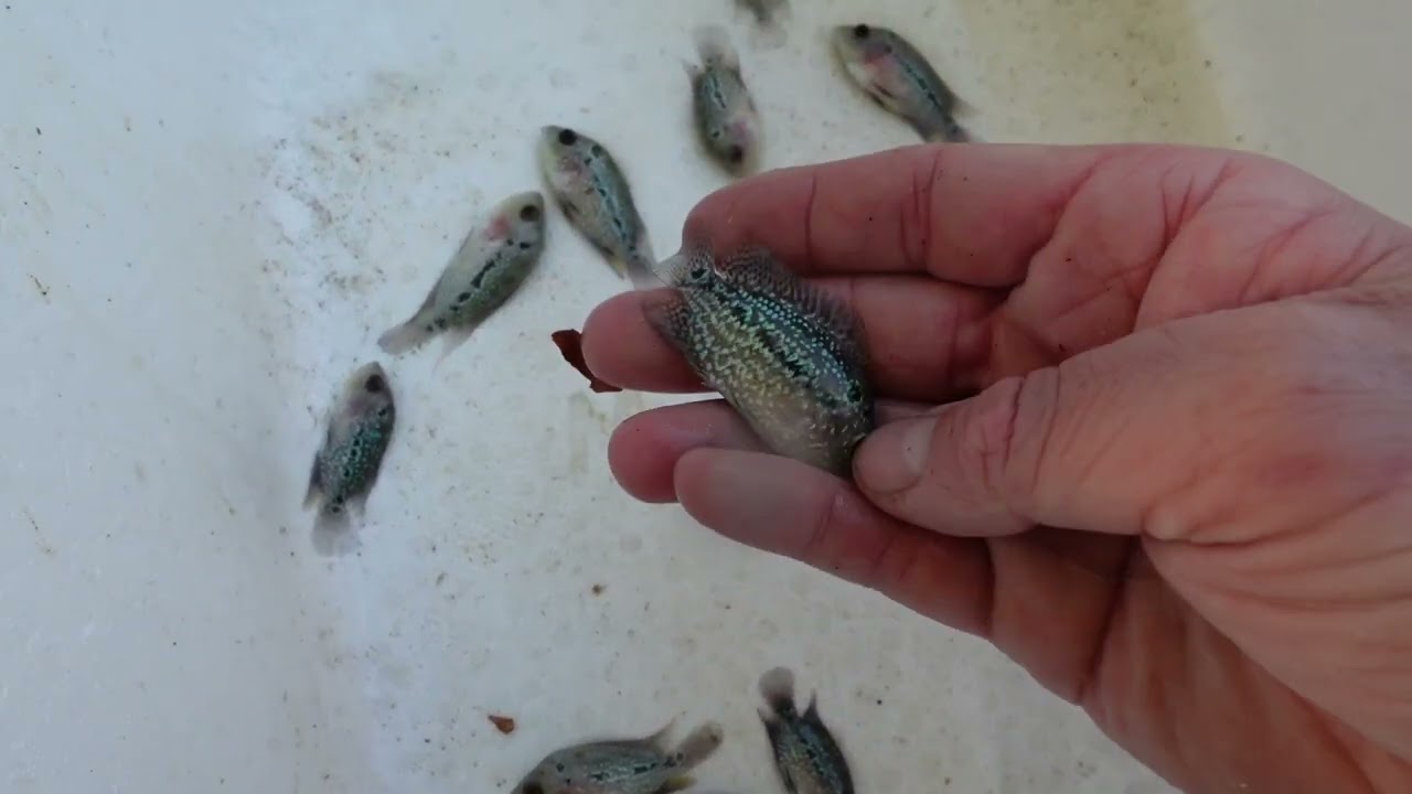 Culling flowerhorns (confronting video)