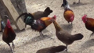 qaib qus red jungle fowl pheasant qaib dib chicken birds