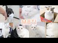 고양이의 MBTI | 고양이산책