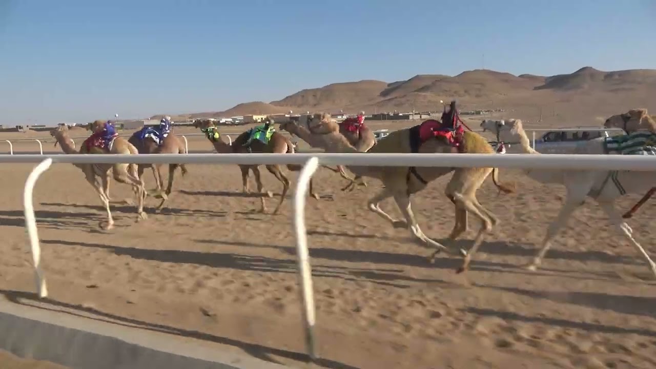 ٧  الدهماء لـ ابناء حمود سالم الحويطي