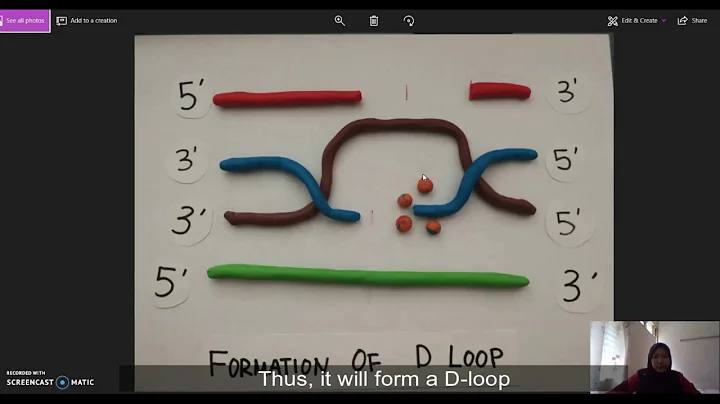 HOMOLOGOUS RECOMBINATION