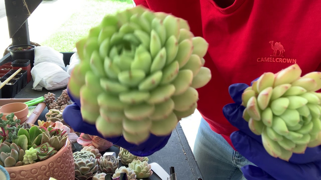 Imported Korean Succulents