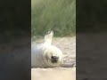 Check out my latest video where I go in search of these stunning grey seal pups 😍