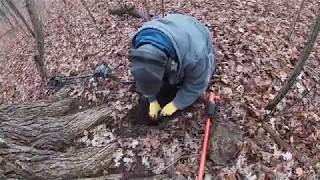 Whats buried under this 200 year old oak tree?!?