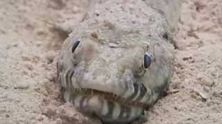 Celebes Safari 07 - Dive The Best Of Borneo