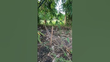 Easy Snake Trap Using Nets Trap 🐍 #shorts