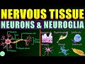 Nervous Tissue: Neurons & Neuroglia (Astrocytes, Oligodendrocytes, Microglia, Ependymal Cells)