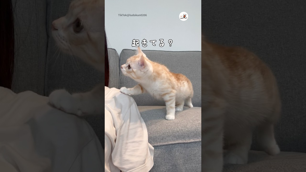 宮地乃梨子　張り子　猫　茶トラ白 宮地乃梨子 張り子 猫 茶トラ白 宮地乃梨子 張り子 猫 茶トラ白 宮地