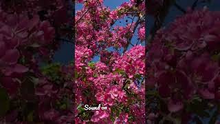 Bumble bees & apple tree blossoms 🌺 #shorts #spring #nature #birds #bees #flowers