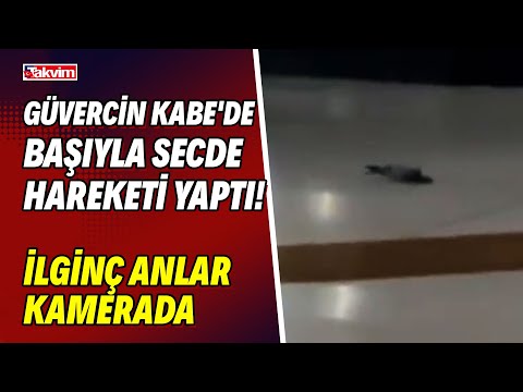 Güvercin Kabe'de başıyla secde hareketi yaptı! İlginç anlar kameraya böyle yansıdı