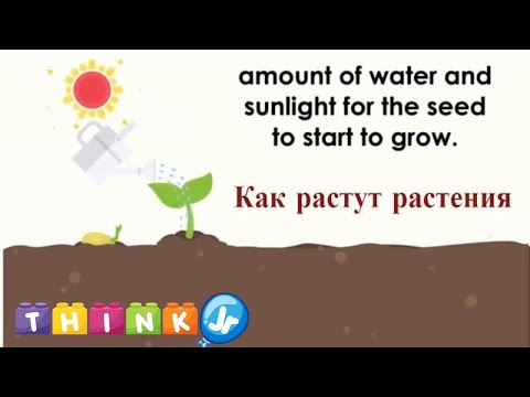 Как Растут Растения | Наука Для Детей | Thinkjr